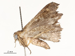  ( - CBG-A54403-B10)  @11 [ ] CreativeCommons - Attribution Share - Alike (2024) CBG Photography Group Centre for Biodiversity Genomics