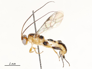  ( - CBG-A54403-E10)  @11 [ ] CreativeCommons - Attribution Share - Alike (2024) CBG Photography Group Centre for Biodiversity Genomics