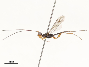  ( - CBG-A54403-F07)  @11 [ ] CreativeCommons - Attribution Share - Alike (2024) CBG Photography Group Centre for Biodiversity Genomics