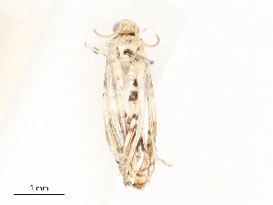  ( - CBG-A54404-C05)  @11 [ ] CreativeCommons - Attribution Share - Alike (2024) CBG Photography Group Centre for Biodiversity Genomics