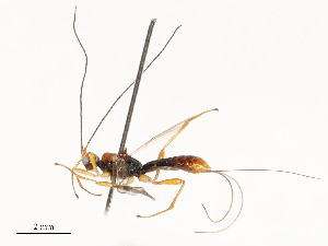  ( - CBG-A54404-E02)  @11 [ ] CreativeCommons - Attribution Share - Alike (2024) CBG Photography Group Centre for Biodiversity Genomics