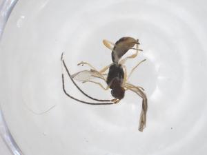  (Heterospilus Malaise3695 - CBG-A54701-D04)  @11 [ ] CreativeCommons - Attribution Share - Alike (2024) Centre for Biodiversity Genomics Centre for Biodiversity Genomics