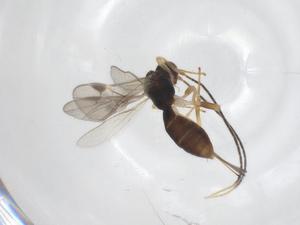  ( - CBG-A54709-E10)  @11 [ ] CreativeCommons - Attribution Share - Alike (2024) Centre for Biodiversity Genomics Centre for Biodiversity Genomics