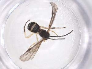  ( - CBG-A54718-A02)  @11 [ ] CreativeCommons - Attribution Share - Alike (2024) Centre for Biodiversity Genomics Centre for Biodiversity Genomics