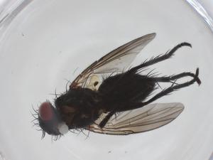  ( - CBG-A54724-D07)  @11 [ ] CreativeCommons - Attribution Share - Alike (2024) Centre for Biodiversity Genomics Centre for Biodiversity Genomics