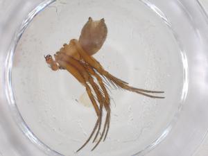  ( - CBG-A55362-B11)  @11 [ ] CreativeCommons - Attribution Share - Alike (2024) Centre for Biodiversity Genomics Centre for Biodiversity Genomics