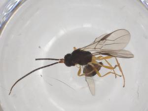  (opiMalaise01 Malaise3476 - CBG-A55362-C06)  @11 [ ] CreativeCommons - Attribution Share - Alike (2024) Centre for Biodiversity Genomics Centre for Biodiversity Genomics