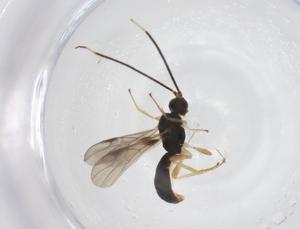  ( - CBG-A55365-D05)  @11 [ ] CreativeCommons - Attribution Share - Alike (2024) Centre for Biodiversity Genomics Centre for Biodiversity Genomics