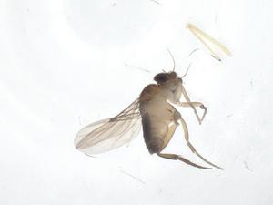  ( - CBG-A55369-A12)  @11 [ ] CreativeCommons - Attribution Share - Alike (2024) Centre for Biodiversity Genomics Centre for Biodiversity Genomics