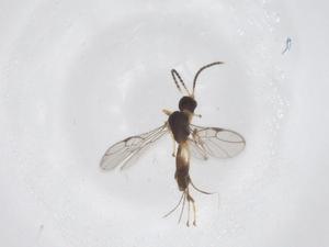  ( - CBG-A55371-E10)  @11 [ ] CreativeCommons - Attribution Share - Alike (2024) Centre for Biodiversity Genomics Centre for Biodiversity Genomics