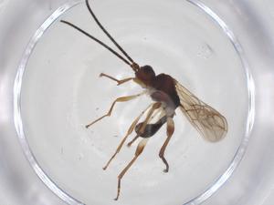  ( - CBG-A55386-F09)  @11 [ ] CreativeCommons - Attribution Share - Alike (2024) Centre for Biodiversity Genomics Centre for Biodiversity Genomics