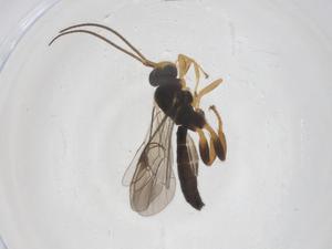  ( - CBG-A55388-A11)  @11 [ ] CreativeCommons - Attribution Share - Alike (2024) Centre for Biodiversity Genomics Centre for Biodiversity Genomics