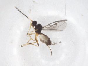  ( - CBG-A55394-G02)  @11 [ ] CreativeCommons - Attribution Share - Alike (2024) Centre for Biodiversity Genomics Centre for Biodiversity Genomics