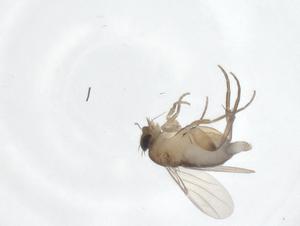  ( - CBG-A55785-A04)  @11 [ ] CreativeCommons - Attribution Share - Alike (2024) Centre for Biodiversity Genomics Centre for Biodiversity Genomics