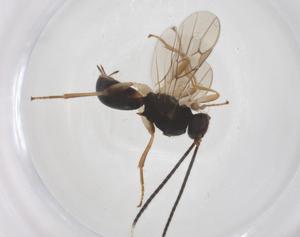  ( - CBG-A56203-A10)  @11 [ ] CreativeCommons - Attribution Share - Alike (2024) Centre for Biodiversity Genomics Centre for Biodiversity Genomics