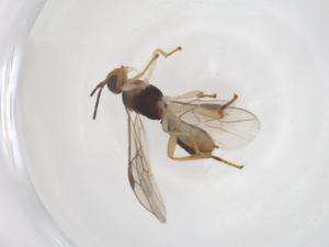  ( - CBG-A56208-A11)  @11 [ ] CreativeCommons - Attribution Share - Alike (2024) Centre for Biodiversity Genomics Centre for Biodiversity Genomics