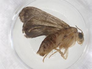  ( - CBG-A56239-A01)  @11 [ ] CreativeCommons - Attribution Share - Alike (2024) Centre for Biodiversity Genomics Centre for Biodiversity Genomics