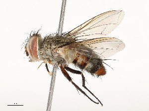  (Telothyria manuelpereirai - CBG-A58662-F04)  @11 [ ] CreativeCommons - Attribution Share - Alike (2025) CBG Photography Group Centre for Biodiversity Genomics