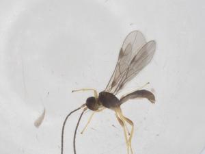  ( - CBG-A59616-B11)  @11 [ ] CreativeCommons - Attribution Share - Alike (2024) Centre for Biodiversity Genomics Centre for Biodiversity Genomics