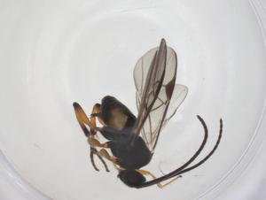  (Cotesia Whitfield11 - CBG-A59617-A09)  @11 [ ] CreativeCommons - Attribution Share - Alike (2024) Centre for Biodiversity Genomics Centre for Biodiversity Genomics