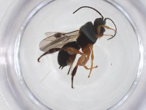  ( - CBG-A59617-F07)  @11 [ ] CreativeCommons - Attribution Share - Alike (2024) Centre for Biodiversity Genomics Centre for Biodiversity Genomics