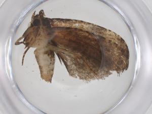  ( - CBG-A59619-E05)  @11 [ ] CreativeCommons - Attribution Share - Alike (2024) Centre for Biodiversity Genomics Centre for Biodiversity Genomics