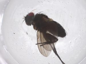  (Phytomyptera Malaise7036 - CBG-A59625-A12)  @11 [ ] CreativeCommons - Attribution Share - Alike (2024) Centre for Biodiversity Genomics Centre for Biodiversity Genomics