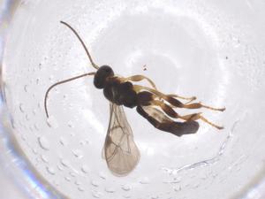  ( - CBG-A60205-E05)  @11 [ ] CreativeCommons - Attribution Share - Alike (2025) Centre for Biodiversity Genomics Centre for Biodiversity Genomics