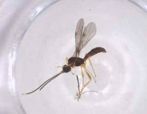  ( - CBG-A60206-B06)  @11 [ ] CreativeCommons - Attribution Share - Alike (2024) Centre for Biodiversity Genomics Centre for Biodiversity Genomics