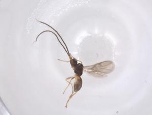  ( - CBG-A60206-C07)  @11 [ ] CreativeCommons - Attribution Share - Alike (2024) Centre for Biodiversity Genomics Centre for Biodiversity Genomics