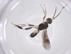  ( - CBG-A60209-F03)  @11 [ ] CreativeCommons - Attribution Share - Alike (2024) Centre for Biodiversity Genomics Centre for Biodiversity Genomics