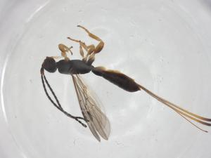  ( - CBG-A60908-C09)  @11 [ ] CreativeCommons - Attribution Share - Alike (2024) Centre for Biodiversity Genomics Centre for Biodiversity Genomics