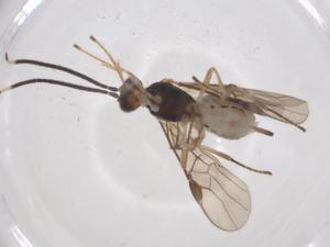  ( - CBG-A60909-F02)  @11 [ ] CreativeCommons - Attribution Share - Alike (2024) Centre for Biodiversity Genomics Centre for Biodiversity Genomics