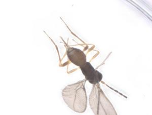  ( - CBG-A60925-E01)  @11 [ ] CreativeCommons - Attribution Share - Alike (2025) Centre for Biodiversity Genomics Centre for Biodiversity Genomics