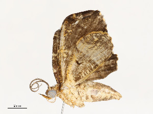  (Psaliodes Malaise7383 - CBG-A53652-A07)  @11 [ ] CreativeCommons - Attribution Share - Alike (2024) CBG Photography Group Centre for Biodiversity Genomics