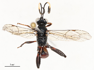  ( - CBG-A54405-C01)  @11 [ ] CreativeCommons - Attribution Share - Alike (2024) CBG Photography Group Centre for Biodiversity Genomics