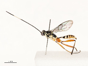  ( - CBG-A54406-E09)  @11 [ ] CreativeCommons - Attribution Share - Alike (2024) CBG Photography Group Centre for Biodiversity Genomics