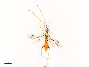  ( - CBG-A54408-C08)  @11 [ ] CreativeCommons - Attribution Share - Alike (2024) CBG Photography Group Centre for Biodiversity Genomics
