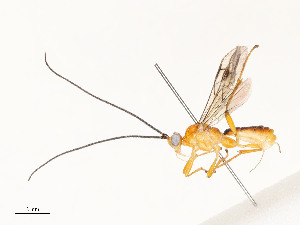  ( - CBG-A54408-C10)  @11 [ ] CreativeCommons - Attribution Share - Alike (2024) CBG Photography Group Centre for Biodiversity Genomics