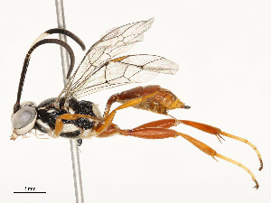  ( - CBG-A54481-E09)  @11 [ ] CreativeCommons - Attribution Share - Alike (2024) CBG Photography Group Centre for Biodiversity Genomics