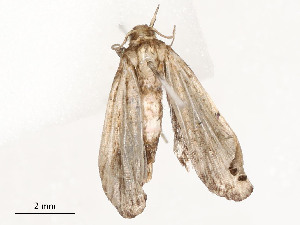  ( - CBG-A54482-A05)  @11 [ ] CreativeCommons - Attribution Share - Alike (2024) CBG Photography Group Centre for Biodiversity Genomics