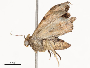  ( - CBG-A54482-B03)  @11 [ ] CreativeCommons - Attribution Share - Alike (2024) CBG Photography Group Centre for Biodiversity Genomics