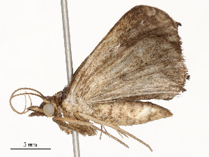  ( - CBG-A54482-B05)  @11 [ ] CreativeCommons - Attribution Share - Alike (2024) CBG Photography Group Centre for Biodiversity Genomics