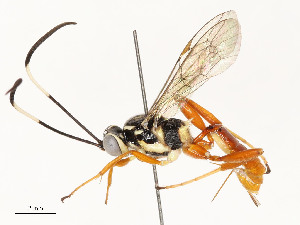  ( - CBG-A54482-G06)  @11 [ ] CreativeCommons - Attribution Share - Alike (2024) CBG Photography Group Centre for Biodiversity Genomics