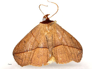  ( - CBG-A54483-A05)  @11 [ ] CreativeCommons - Attribution Share - Alike (2024) CBG Photography Group Centre for Biodiversity Genomics