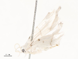  ( - CBG-A54497-D01)  @11 [ ] CreativeCommons - Attribution Share - Alike (2024) CBG Photography Group Centre for Biodiversity Genomics