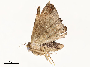  ( - CBG-A54499-D09)  @11 [ ] CreativeCommons - Attribution Share - Alike (2024) CBG Photography Group Centre for Biodiversity Genomics