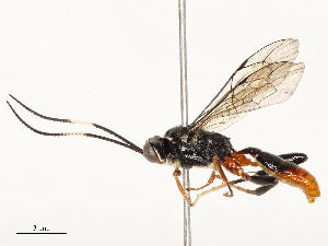  ( - CBG-A54499-F10)  @11 [ ] CreativeCommons - Attribution Share - Alike (2024) CBG Photography Group Centre for Biodiversity Genomics