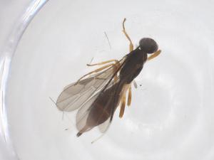  ( - CBG-A55441-D02)  @11 [ ] CreativeCommons - Attribution Share - Alike (2024) Centre for Biodiversity Genomics Centre for Biodiversity Genomics