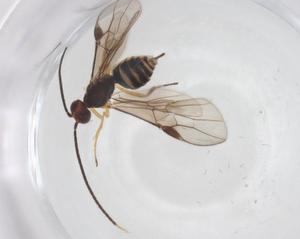  ( - CBG-A55807-B09)  @11 [ ] CreativeCommons - Attribution Share - Alike (2024) Centre for Biodiversity Genomics Centre for Biodiversity Genomics